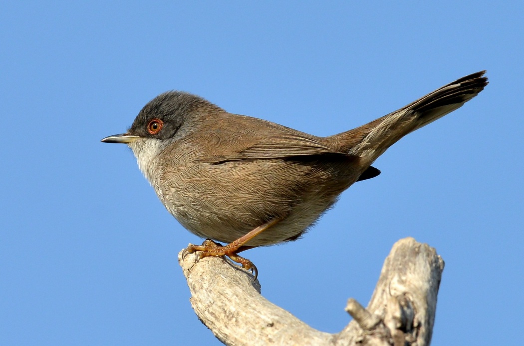 Sardinian Warbler