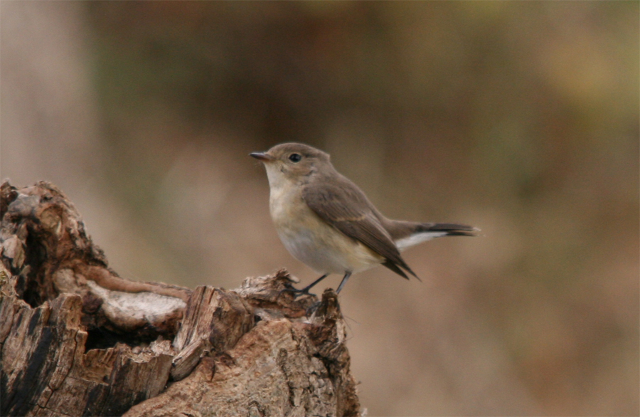 Red-breasted Flycatcher