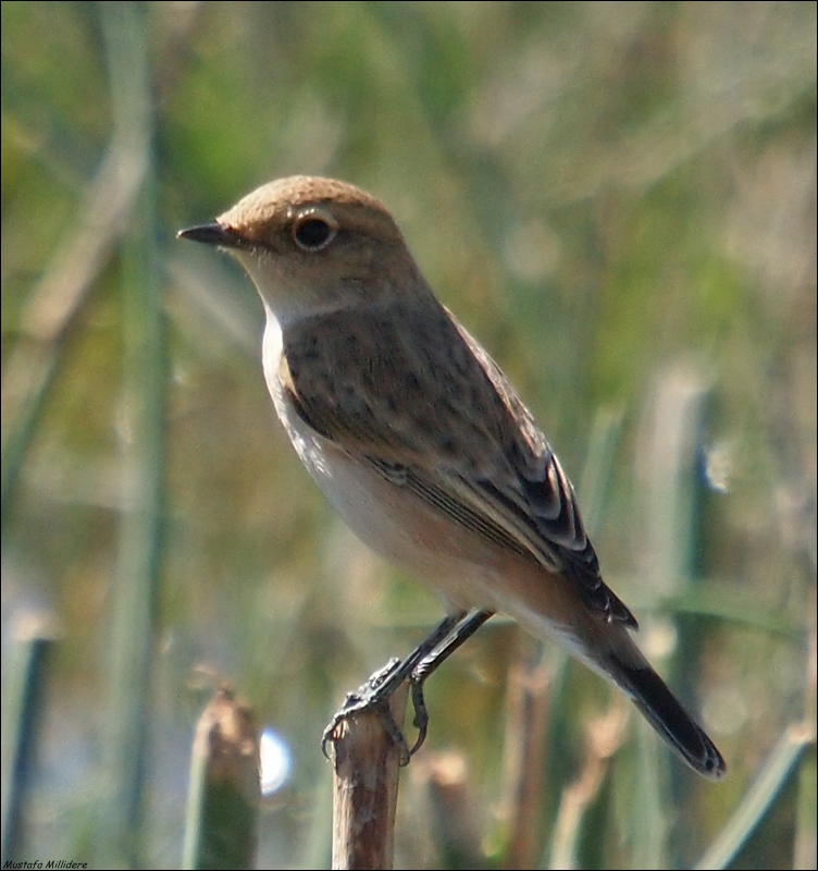 Siberian Stonechat