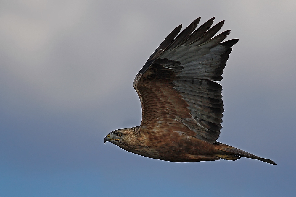 Long-legged Buzzard