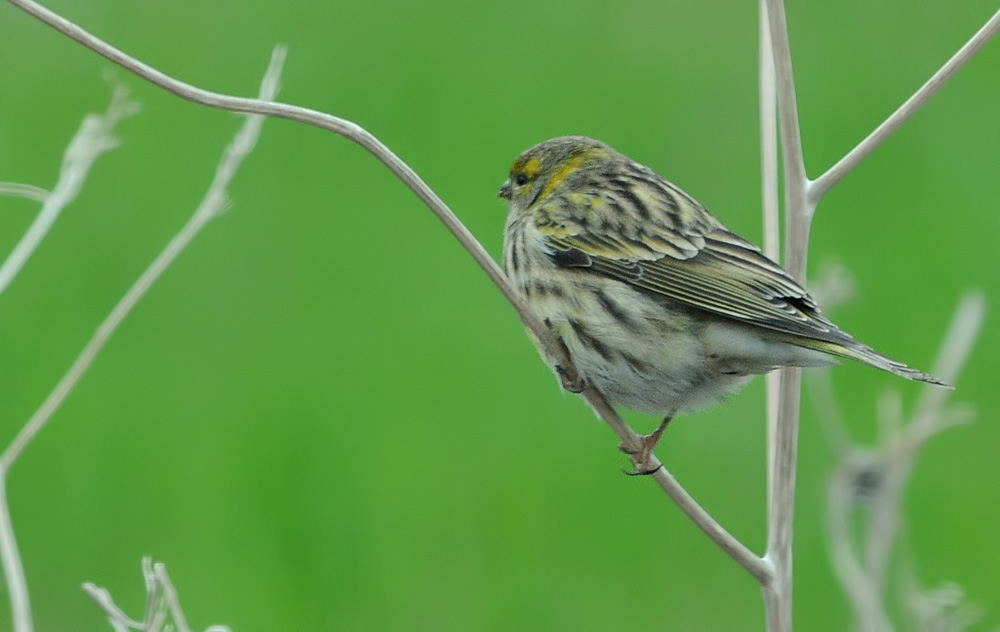 European Serin