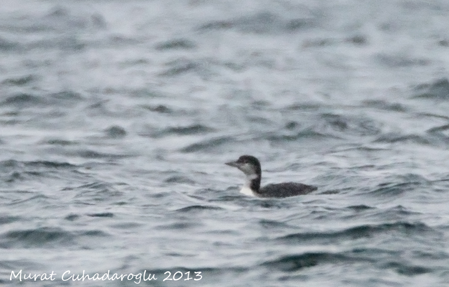 Common Loon