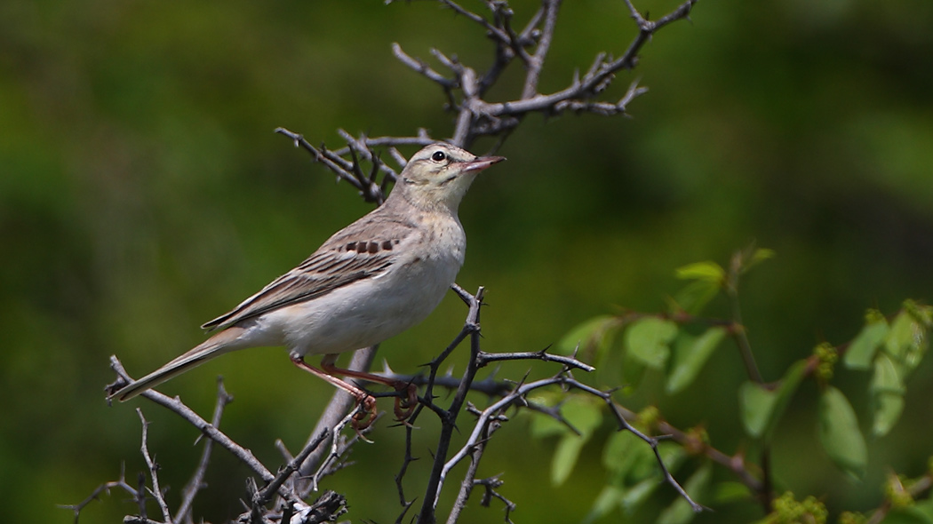 Tawny Pipit