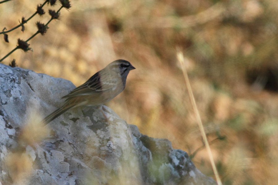 Rock Bunting