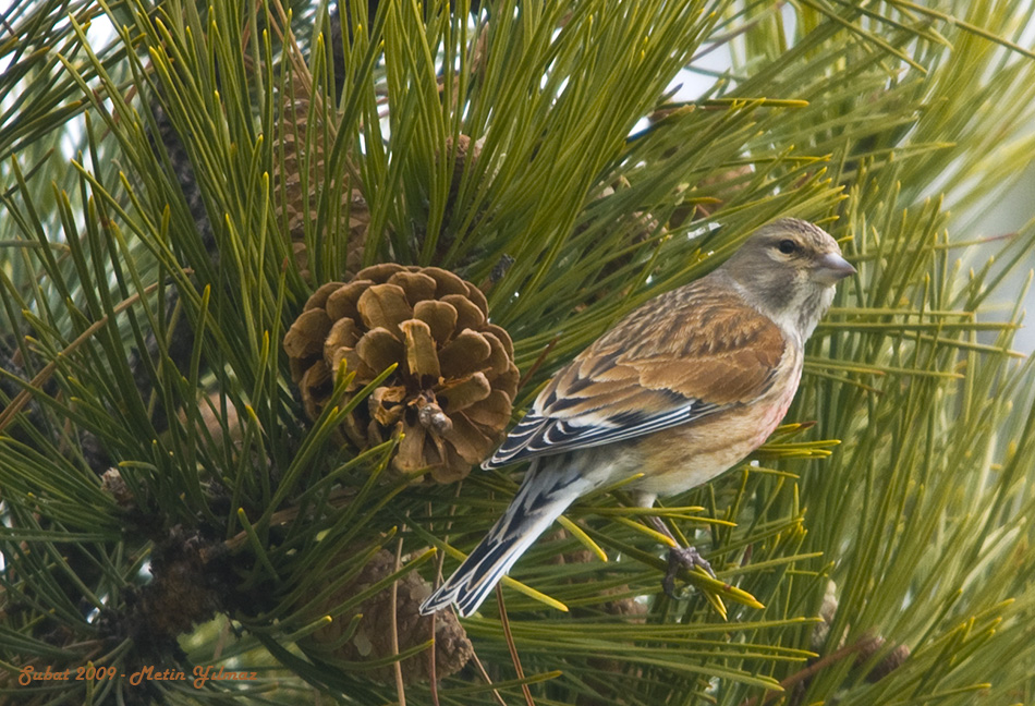 Common Linnet