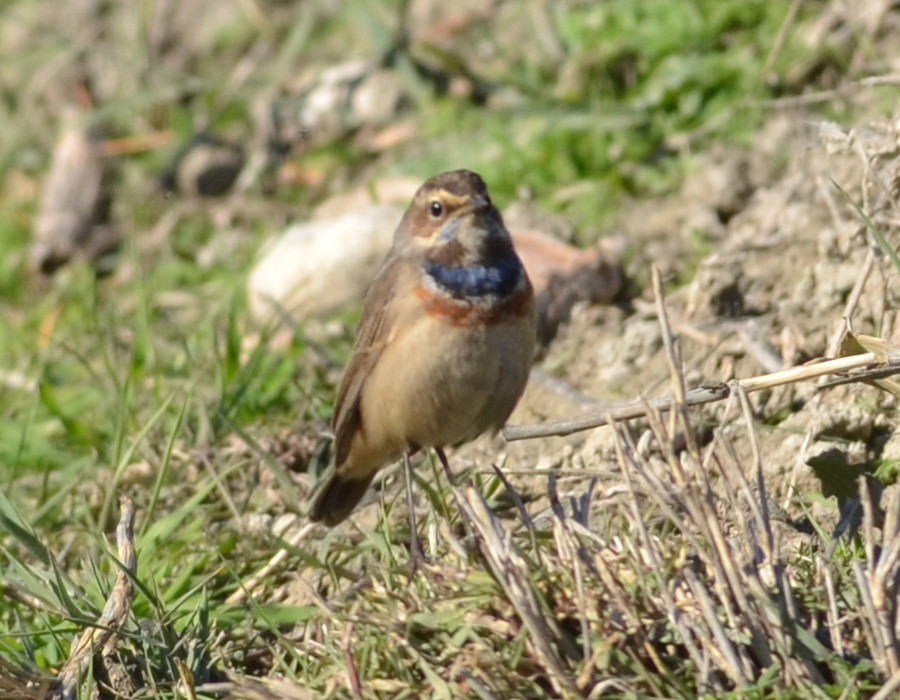 Bluethroat