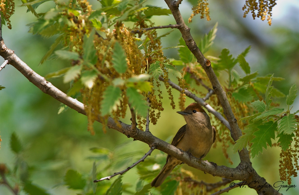 Eurasian Blackcap
