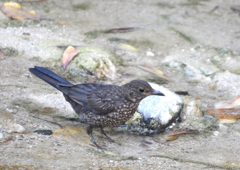 Common Blackbird