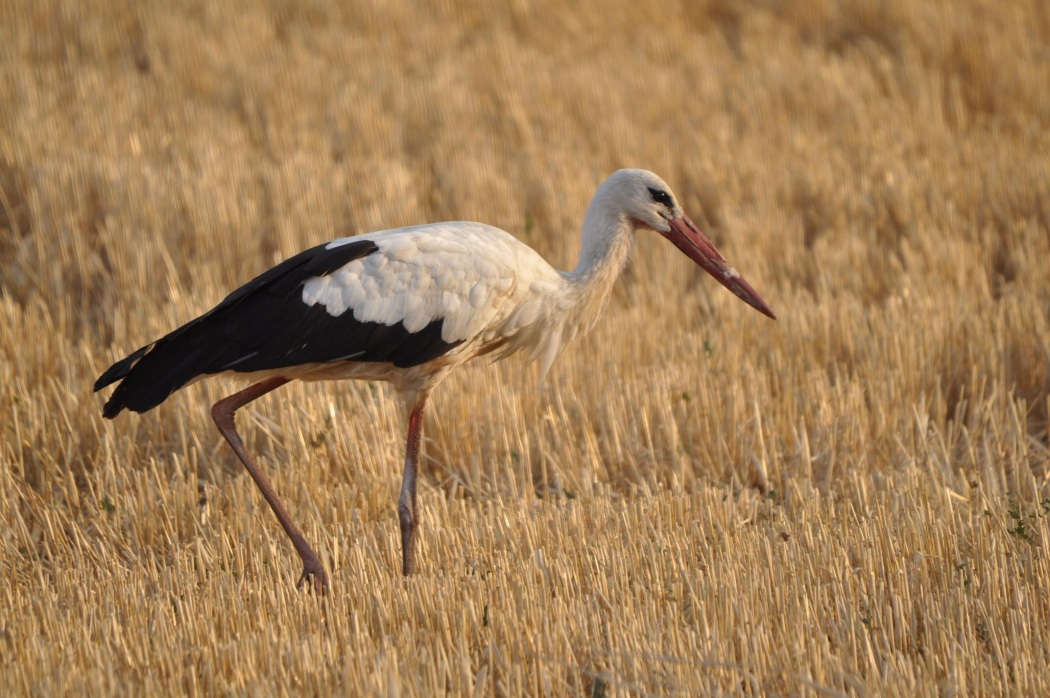 White Stork