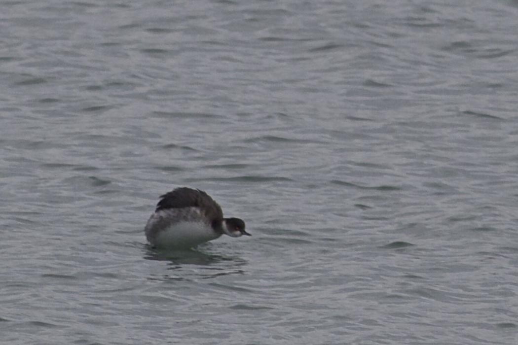 Black-necked Grebe