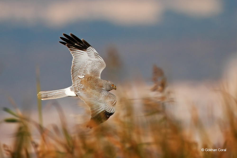 Hen Harrier