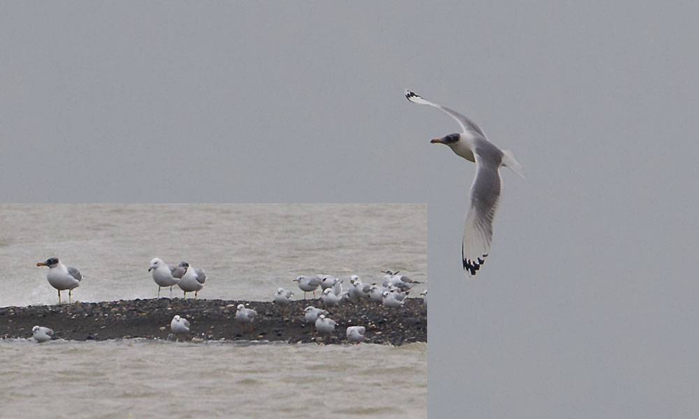 Pallas`s Gull