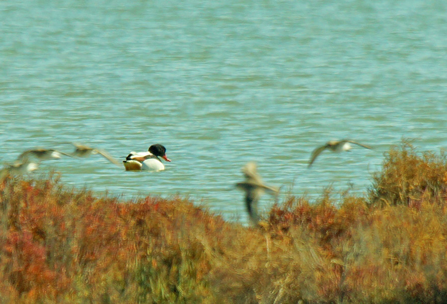 Common Shelduck