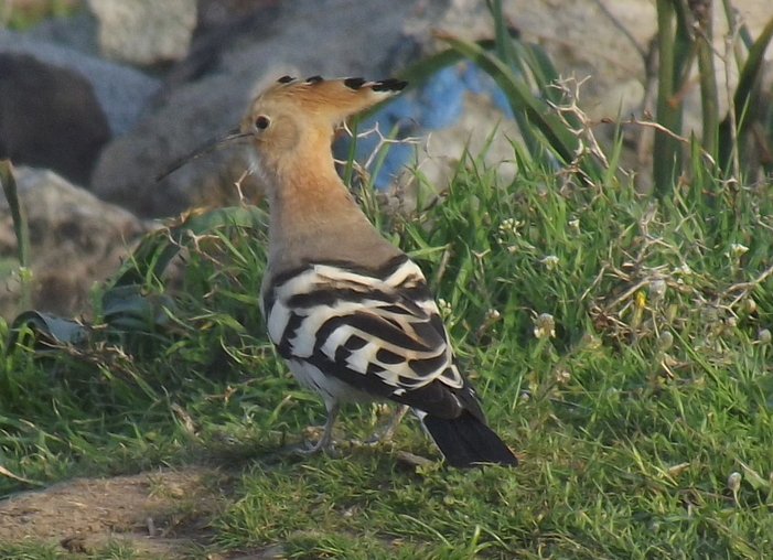 Common Hoopoe