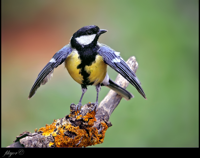 Great Tit