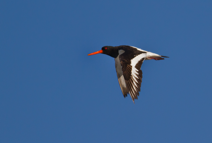 Eurasian Oystercatcher