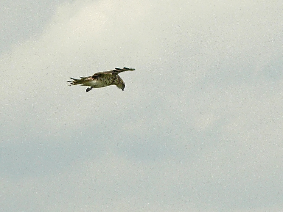 Short-toed Snake Eagle