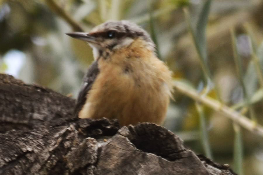 Eurasian Nuthatch
