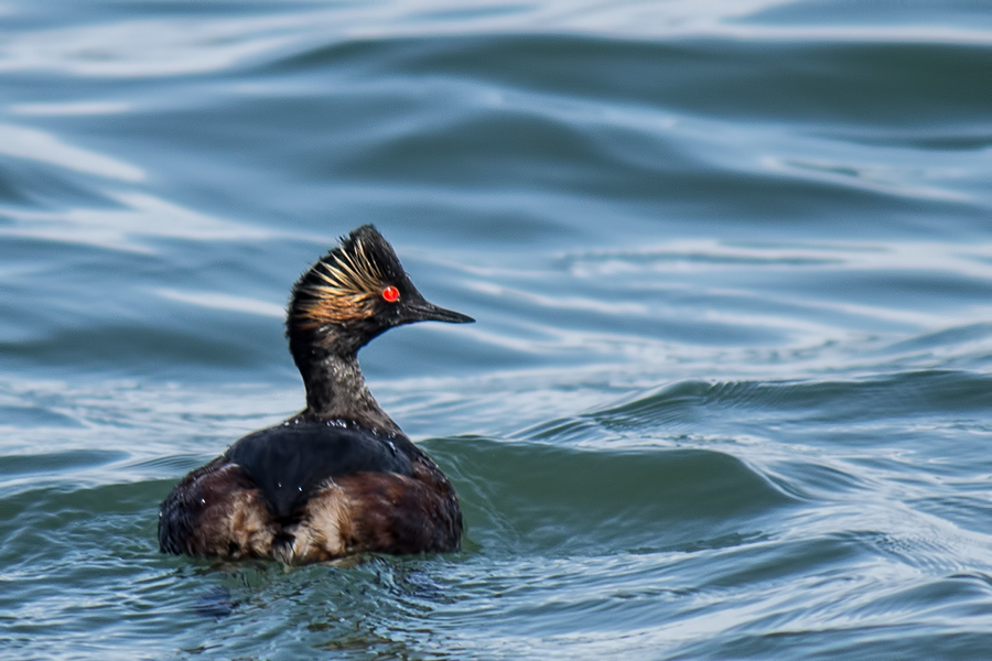 Black-necked Grebe