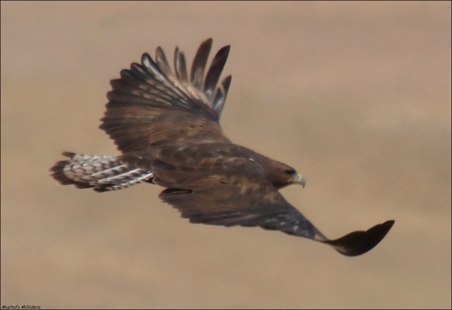 Long-legged Buzzard