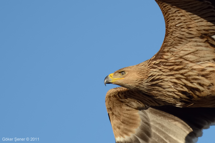 Eastern Imperial Eagle