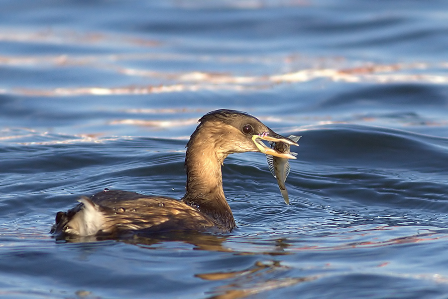 Little Grebe