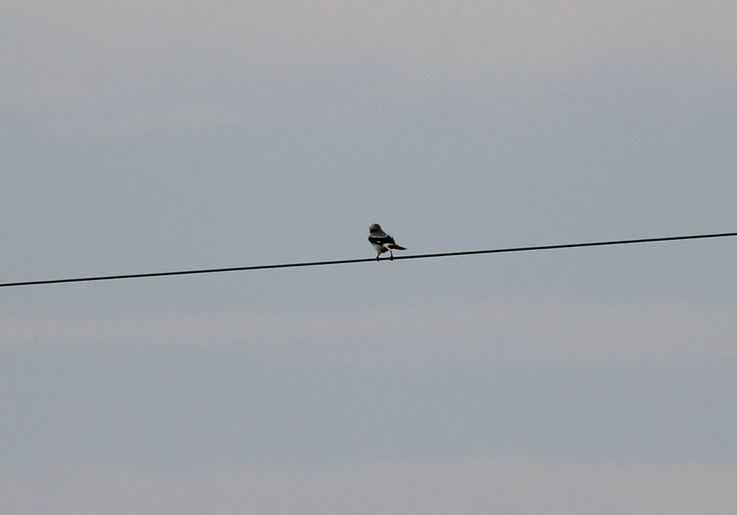 Great Grey Shrike