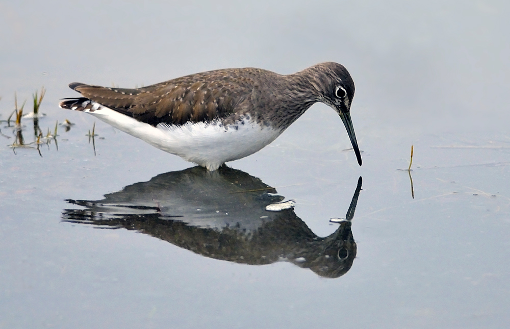 Green Sandpiper