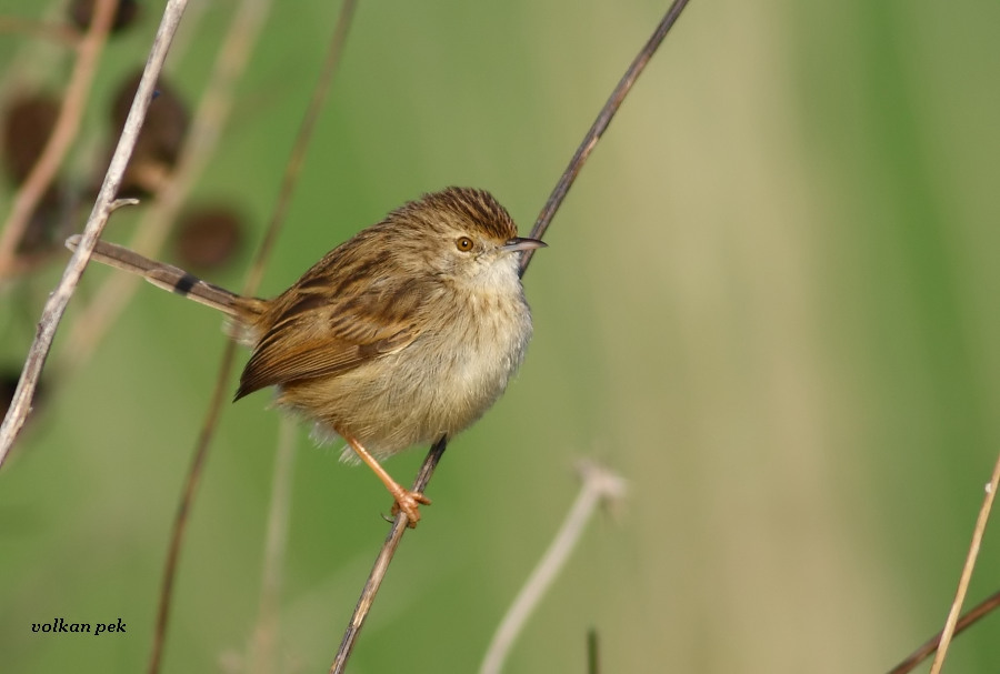Delicate Prinia