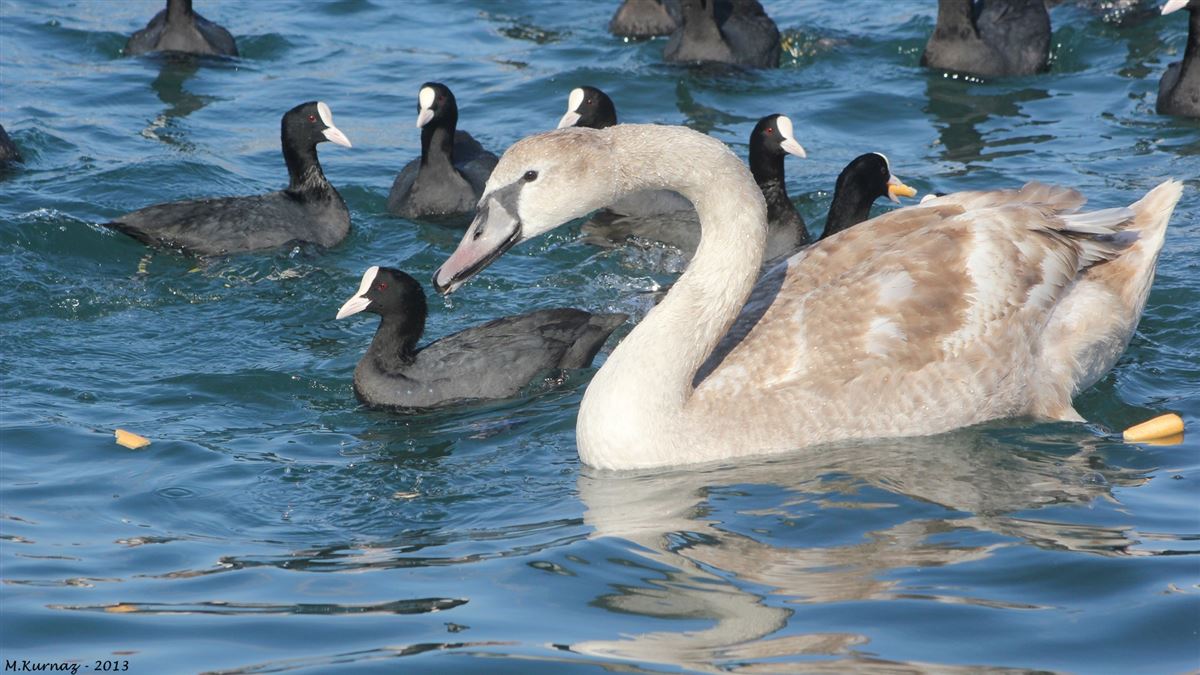 Mute Swan