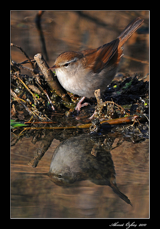 Cetti`s Warbler