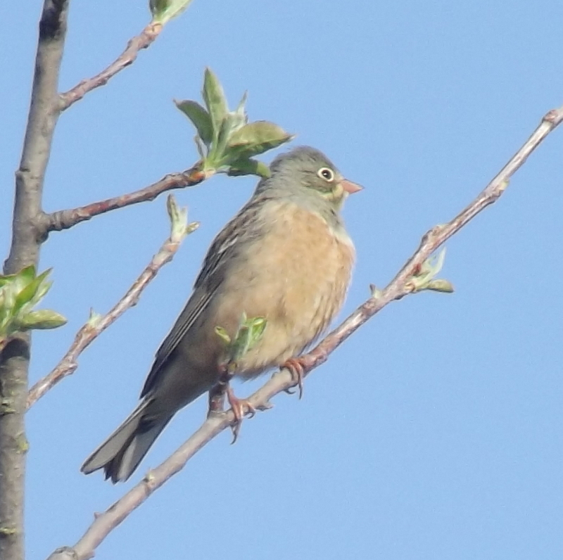 Ortolan Bunting
