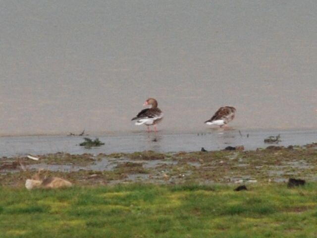 Greylag Goose