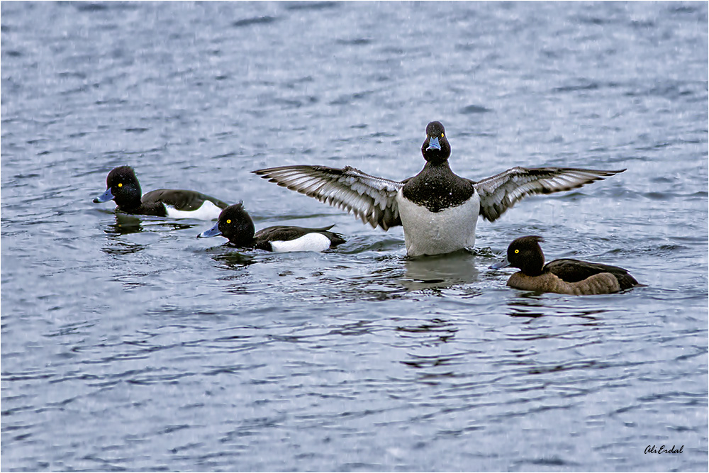 Tufted Duck