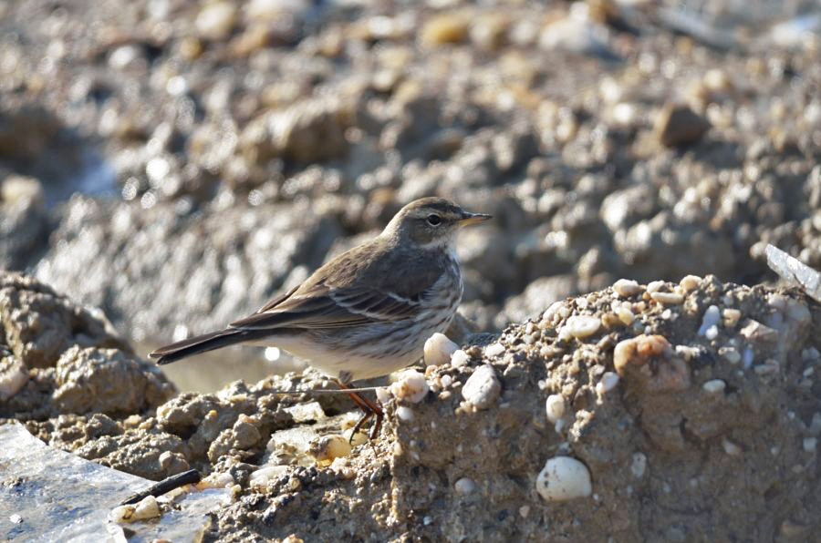 Water Pipit