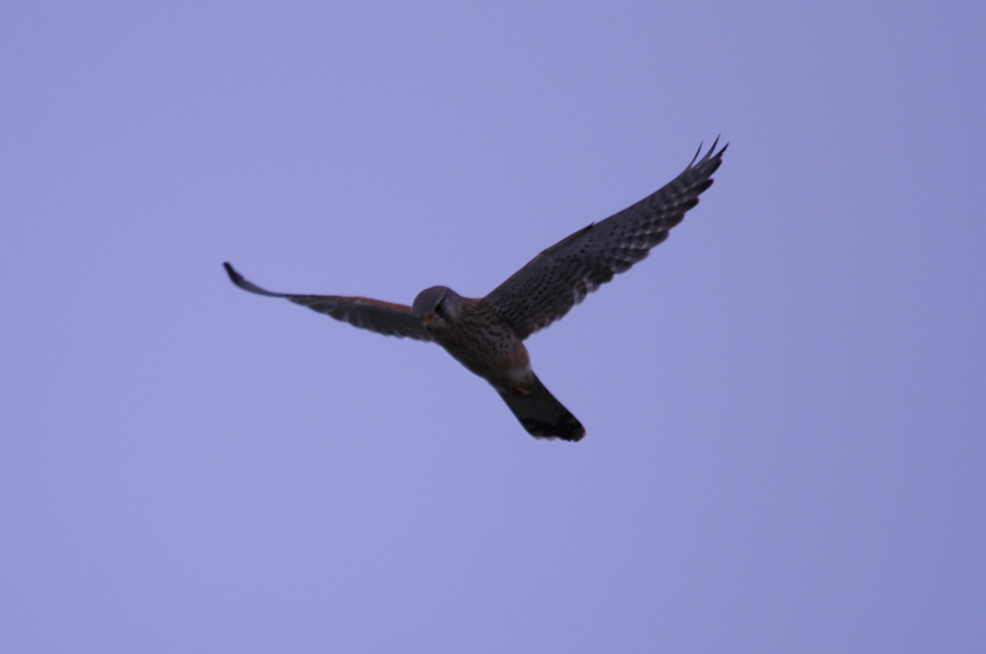 Common Kestrel