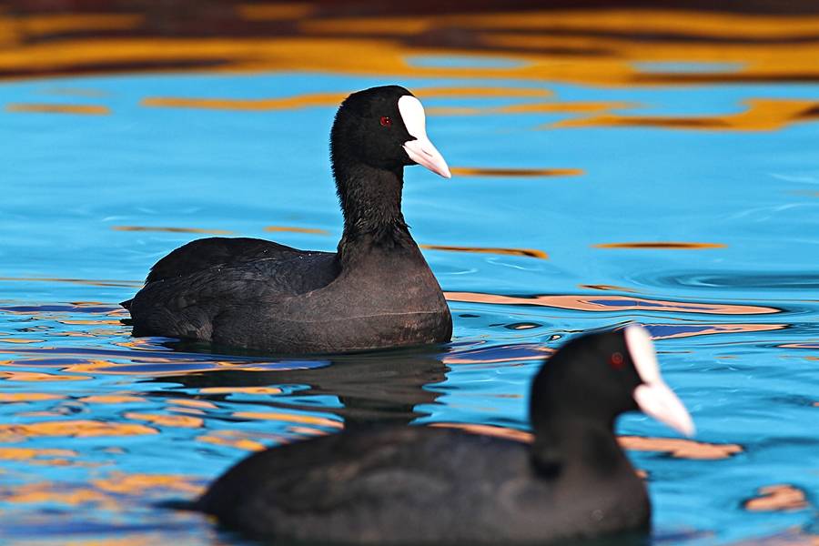 Eurasian Coot