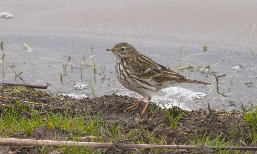 Meadow Pipit