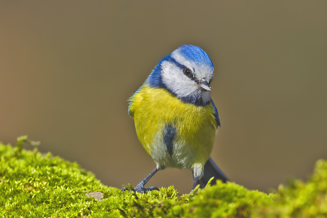 Eurasian Blue Tit