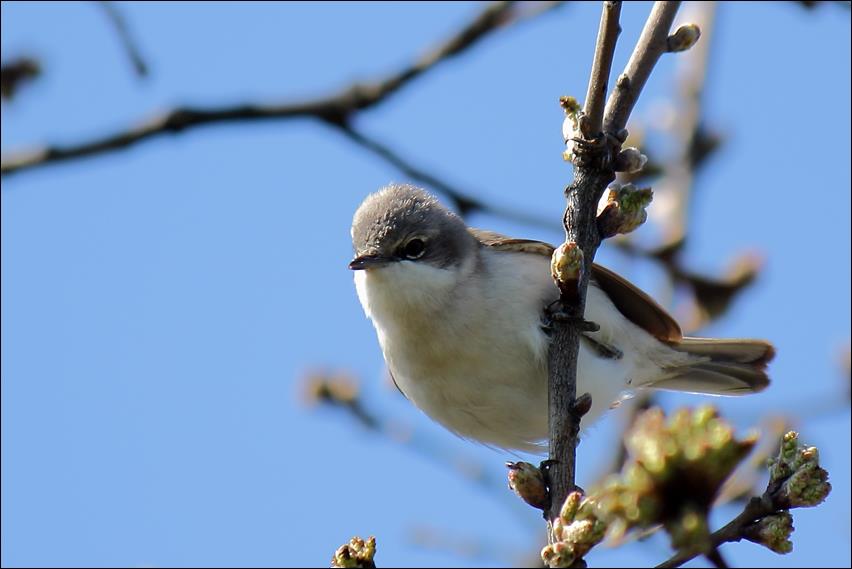 Lesser Whitethroat