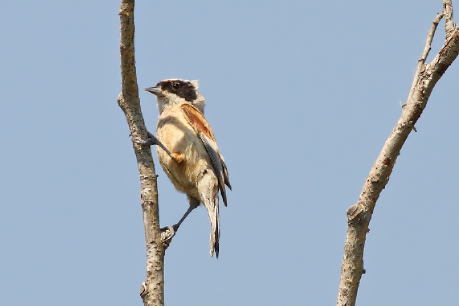 Eurasian Penduline Tit