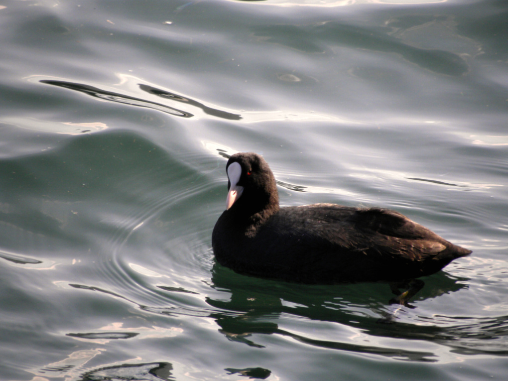 Eurasian Coot
