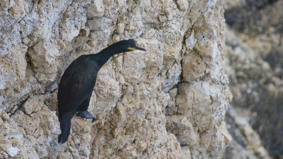European Shag