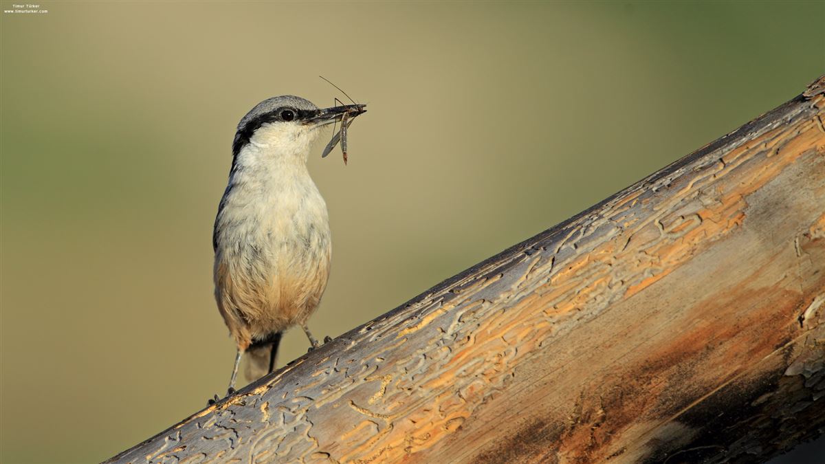 Western Rock Nuthatch
