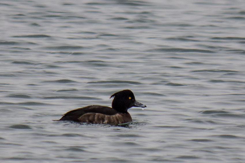 Tufted Duck