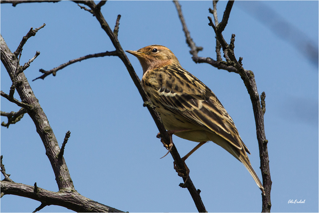 Red-throated Pipit