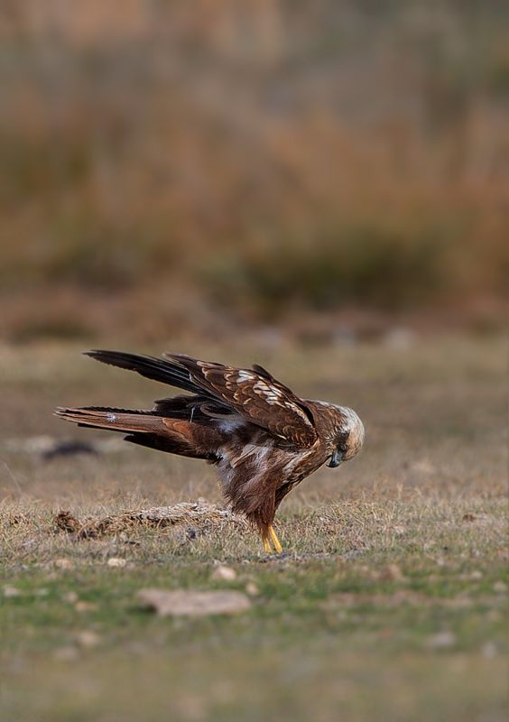 Western Marsh Harrier