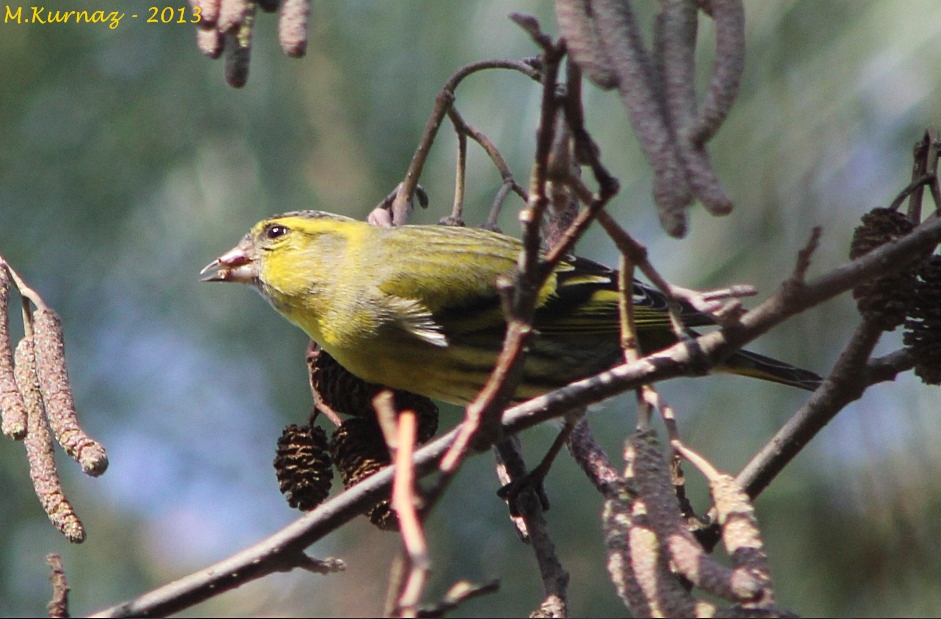 Eurasian Siskin