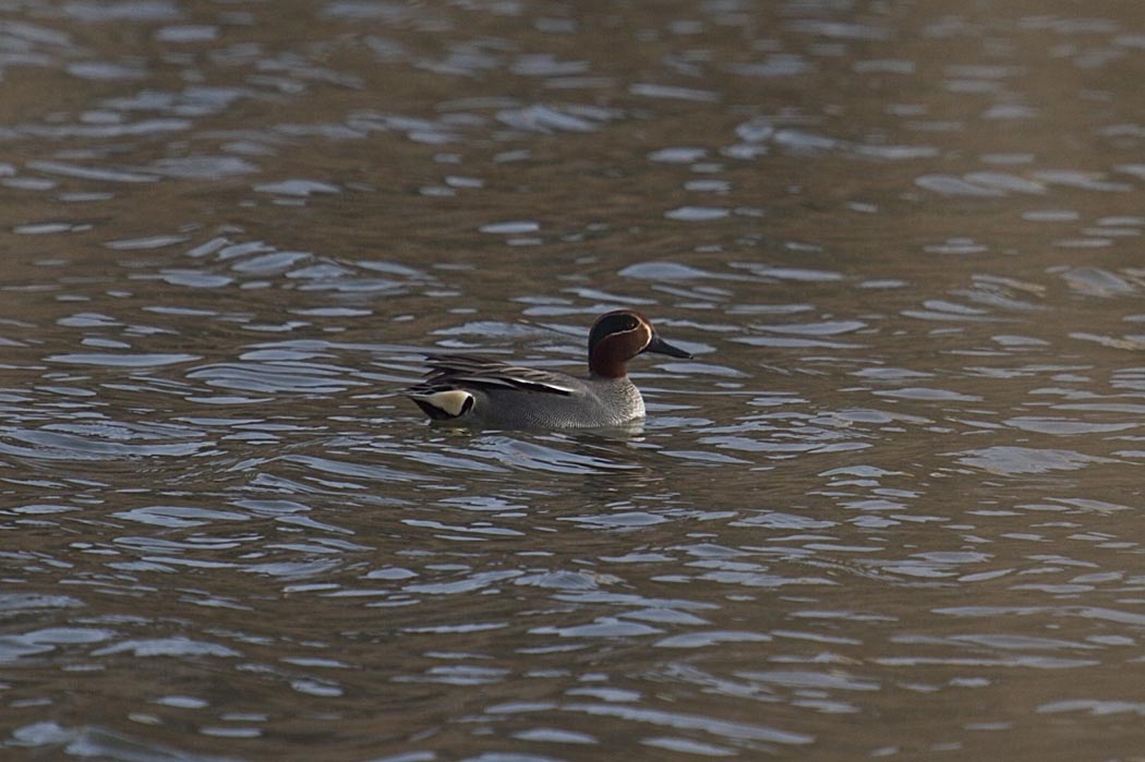 Eurasian Teal