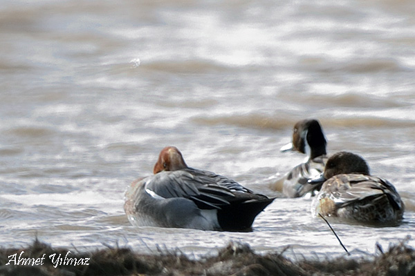 Eurasian Wigeon